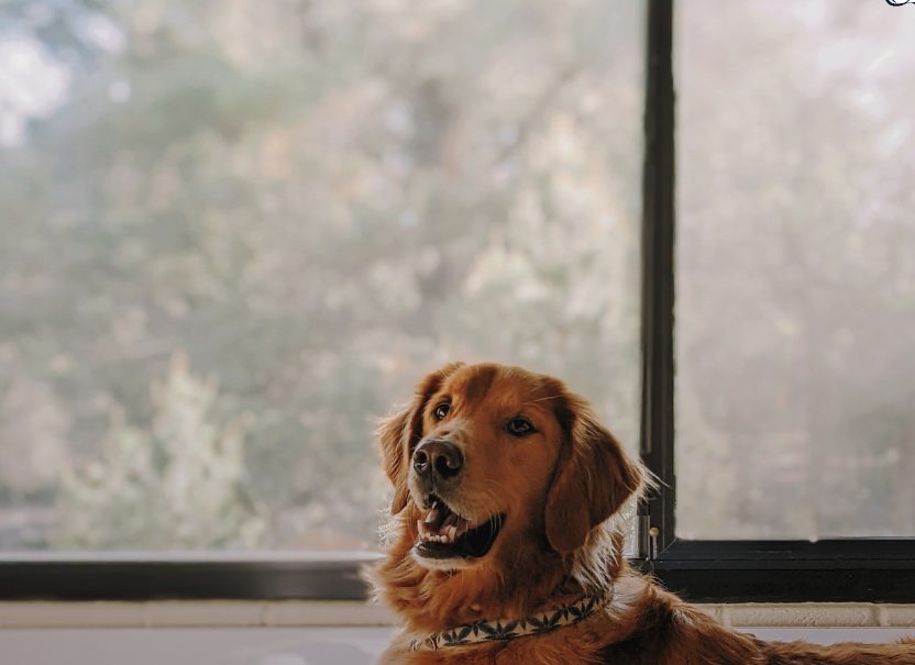 Come migliorare l’accoglienza per gli animali: idee innovative per le strutture