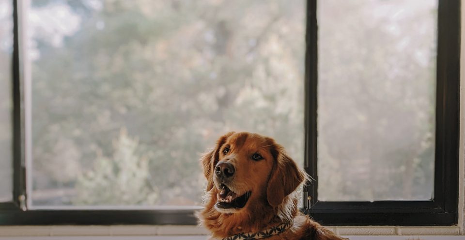 Come migliorare l’accoglienza per gli animali: idee innovative per le strutture