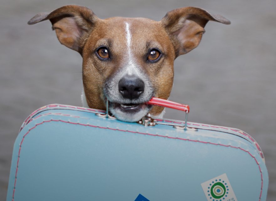 Viaggiare con il tuo animale: consigli pratici per vacanze pet-friendly