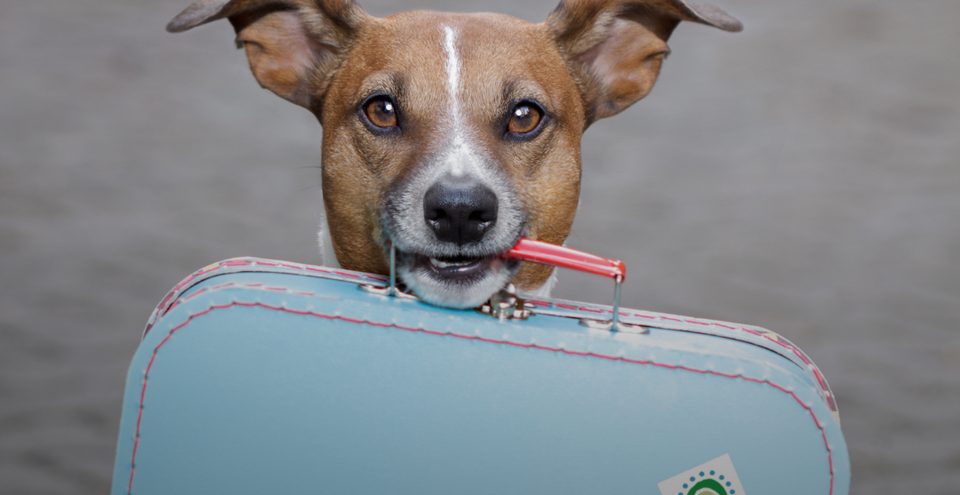 Viaggiare con il tuo animale: consigli pratici per vacanze pet-friendly