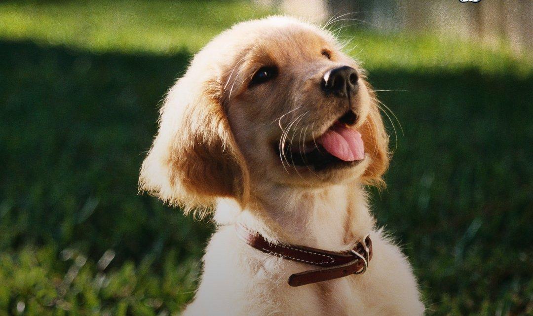 Come gestire i bisogni del cucciolo: consigli per una convivenza armoniosa