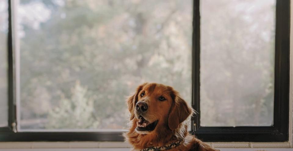 Come migliorare l’accoglienza per gli animali: idee innovative per le strutture