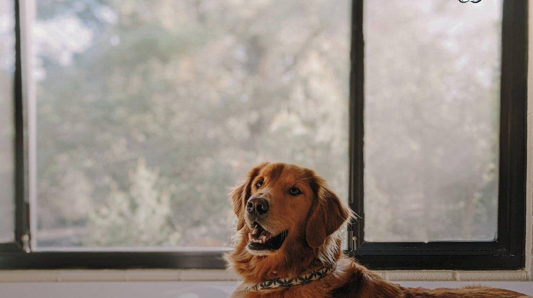 Come migliorare l’accoglienza per gli animali: idee innovative per le strutture