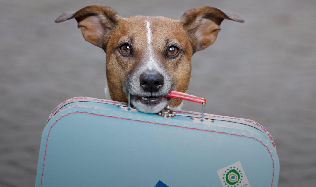 Viaggiare con il tuo animale: consigli pratici per vacanze pet-friendly