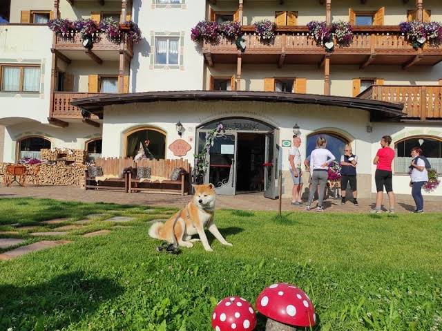 Hotel Alpine Touring, foto 4 di 4