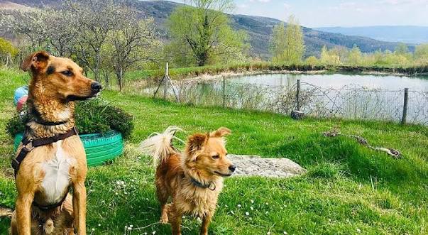 Fattoria il Praticino, foto 3 di 4